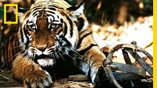 Battling India's Illegal Tiger Trade