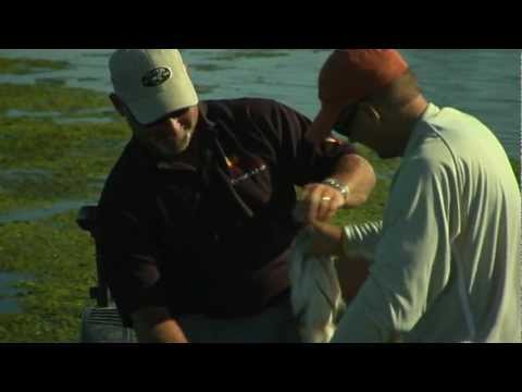 Bobby Barrack: Gorilla bass destroys frog!! (from Bass The Movie - HowardFilms.com)