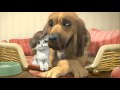 Cat and Dog - Wenn ich an dich denk 