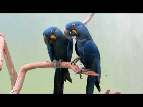 Esther & Maury Blue Parrot Old Married Couple Bronx Zoo