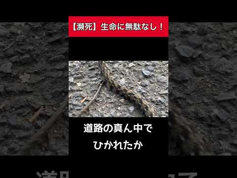 庭から自然に毒蛇を追い払うために、臭いルー忌避ハーブを育てる