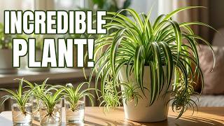 Why Everyone is Getting a Spider Plant in 2026 (5 Powerful Reasons) 😮