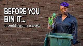 Never Throw Out a Houseplant Again Without Watching This