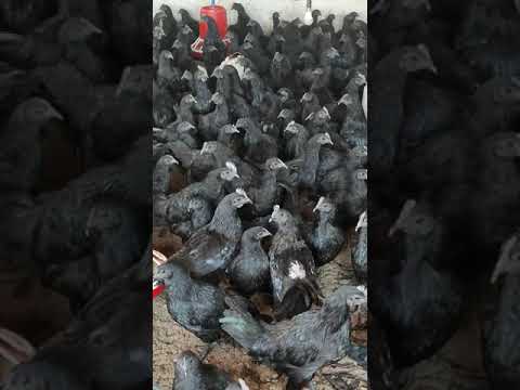Zed Black Kadaknath Chicks