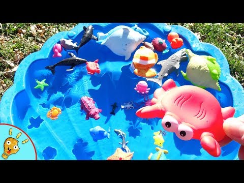 image-What is a shell pool?