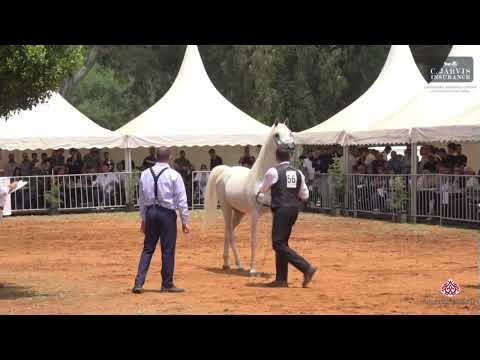 N 56 ZT MAGNOFANTASY   Lebanese Arabian Horse Championship 2023   Stallions 7+ Years Old Class 9