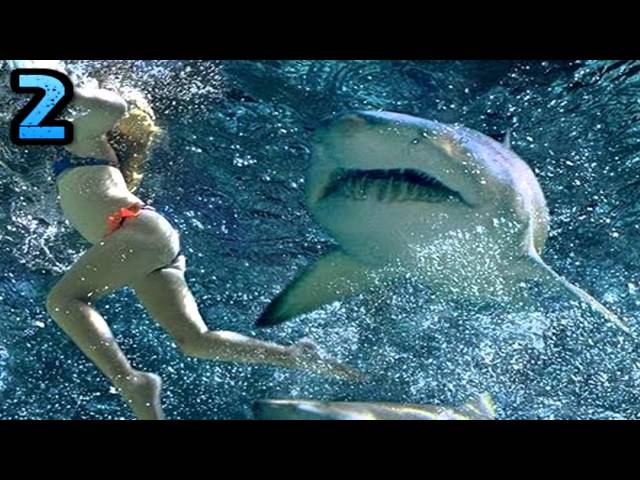 Top 5 Shark Attack Beaches