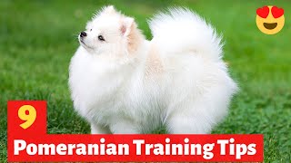 9 Amazing Pomeranian Puppy Training Tips | How to Train your Pomeranian puppy?