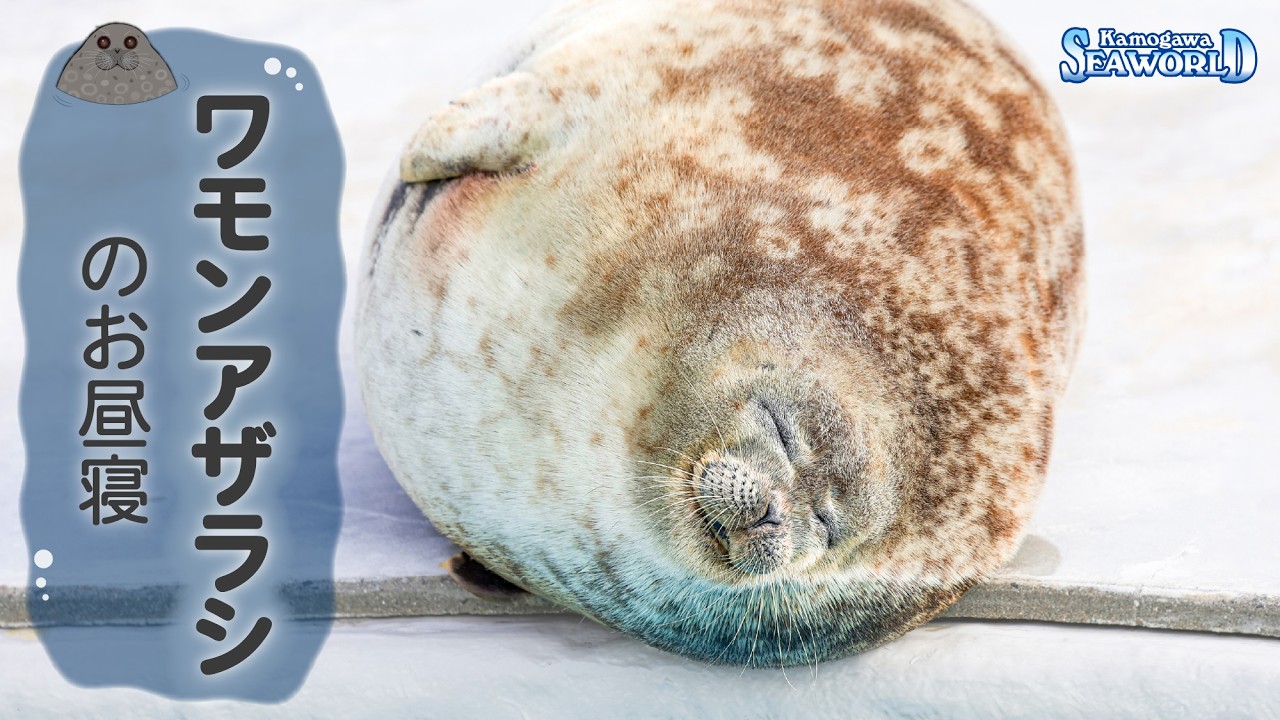 【 癒しの45分 】ワモンアザラシのお昼寝（時々、豆知識）4K映像｜鴨川シーワールド