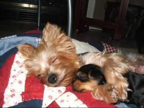 Eu gosto tanto de você   Lulu Santos