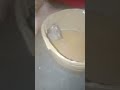 Cute Bird But He Is Not In The World