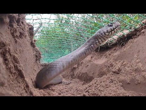 Creative Man Make Best Snakes Trap Using Nets & Branches - Amazing Snake Trap in Village