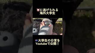 【オーストラリア生活2年目】海外大学生の日常🇦🇺#オーストラリア留学 #ゴールドコースト #留学生の1日 #海外大学生