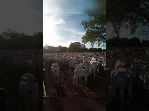 FAZENDA À VENDA EM COCALINHO MT distrito de Luiz Alves Área  2.064 alqueião