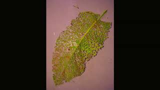 Cowboy Junkies- In my time of need