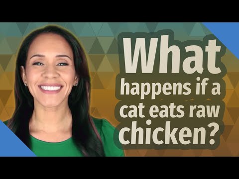 What happens if a cat eats raw chicken?