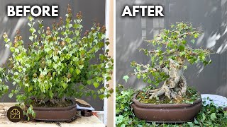 Refining My Favorite Old Trident Maple for a Bonsai Show