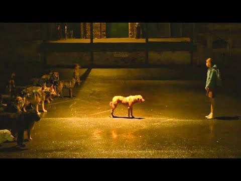 Psi Król Zebrał Armię Ulicznych Psów, Zeby Zemścić Się Na Ludziach, Ale Spotkał Swojego Właściciela