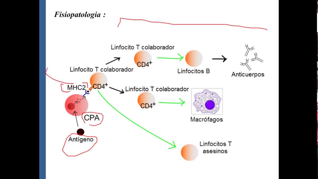 Diabetes : Fisiopatologia e suas complicações PARTE 02 ( DM TIPO 1 )
