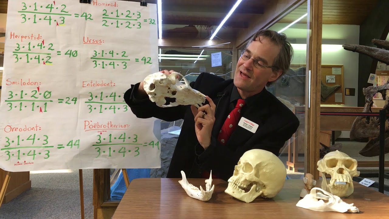 Tate Talk- Dental Formulas part 1