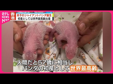ジャイアントパンダの多能性幹細胞が誕生