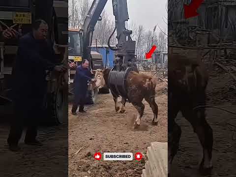 cara cepat menaikan sapi ke bak mobil⁉️  #shorts #youtubeshortsvideo #fyp #viralshorts