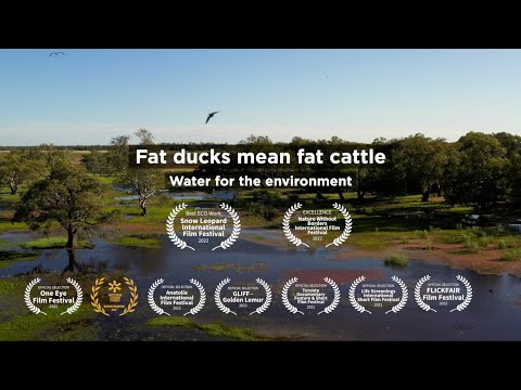 Fat ducks mean fat cattle - Water for the environment - Macquarie Marshes.