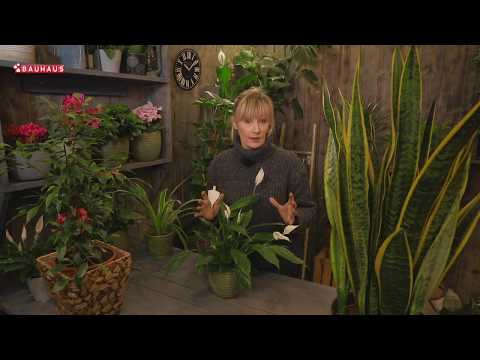 Škola vrtlarstva - biljke koje čiste zrak