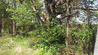 Prayer 36. Psalm 45.