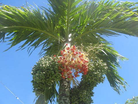 Holiday2017: cook island videos remade 2021 the talkies less jerky better technology