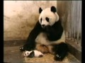 Funny Videos 3gp 4shared Com File Sharing Download Movie File Flv