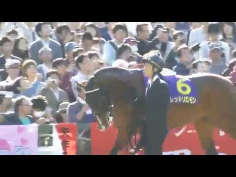 レッドソロモン　in 京都競馬場　at 2015.10.25. 菊花賞　Ｇ１　＃１