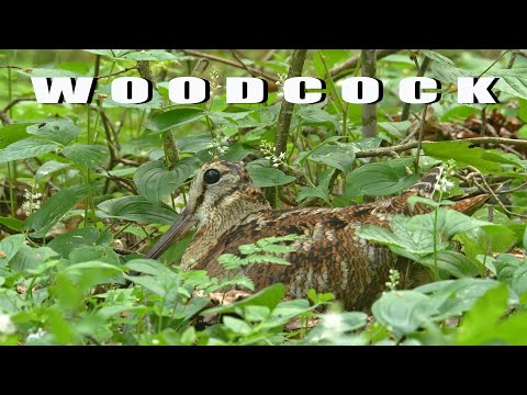 Sluka lesná (Scolopax rusticola) — Eurasian Woodcock hlasy v noci pri hniezde
