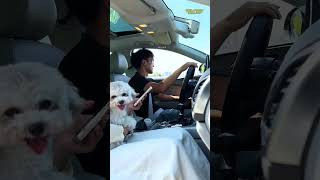 Download lagu Dua Mobil Bertemu di Jalan Sempit: Aksi Pengemudi Ahli Lewati Jembatan Tunggal #otomotif mp3 Download lagu Dua Mobil Bertemu di Jalan Sempit: Aksi Pengemudi Ahli Lewati Jembatan Tunggal #otomotif mp3