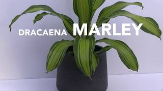 Tropical Plant of the Week: Dracaena ‘Marley’