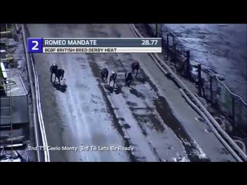 BGBF BRITISH BRED DERBY - HEAT 2 - T2 ROMEO MANDATE