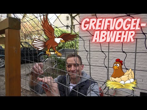 Hühner Tipp 16 - Schutznetz gegen Greifvögel im Hühnergehege -
