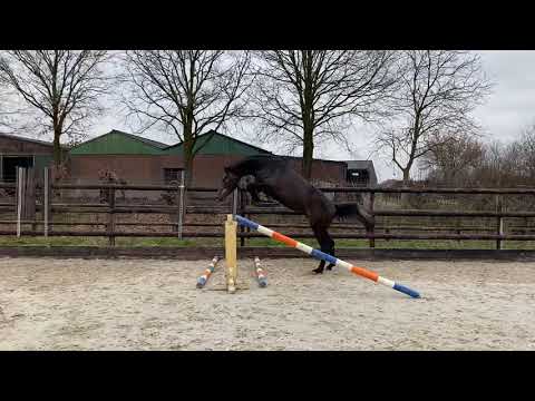 3 yrs old stallion by United Touch x Monte Bellini