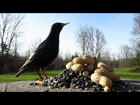 Doves, blue jays, and starlings are hungry in early spring