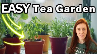 Tea Herbs You Can Grow & Dry Right Now (Even in Freezing Weather!)