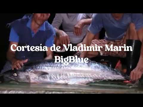 Puntalón  Cuba  Jrock  Tráiler‐