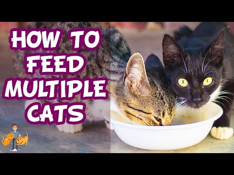 How To Feed Multiple Cats Different Diets (+ stop them stealing food!)