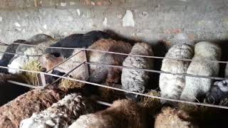 Мясо барана: откорм животного и полезные свойства продукта