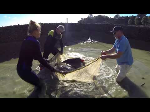 Short Tail Sting Ray Trailer