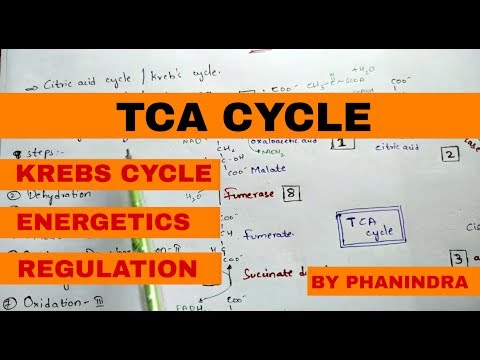 Beta oxidation of Fatty acids Energetics By phanindra