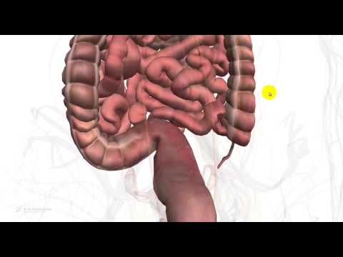 5.13 - Test medicina - Apparato digerente