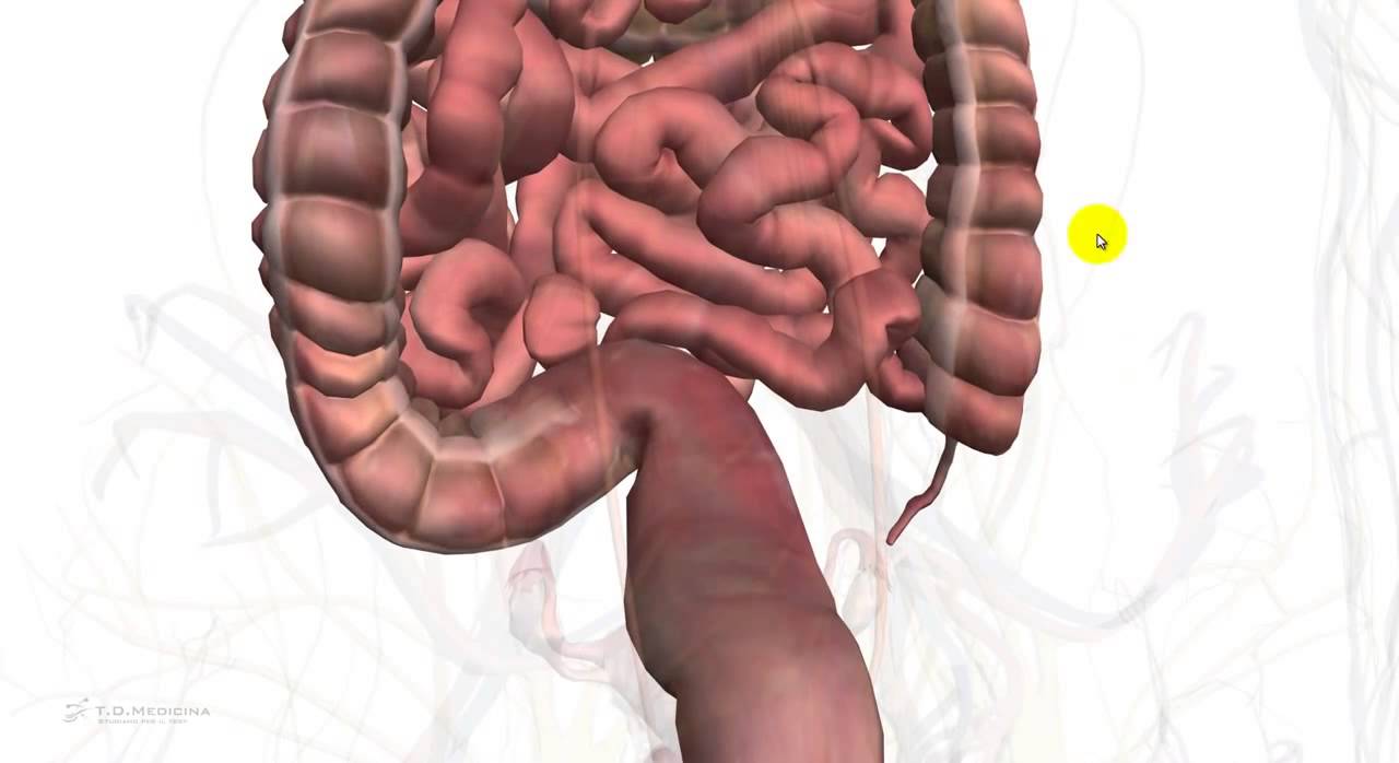 5.13 - Test medicina - Apparato digerente