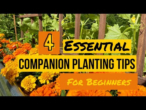 4 mẹo trồng đồng hành đơn giản (Dành cho người mới bắt đầu) - Trailer YouTube
