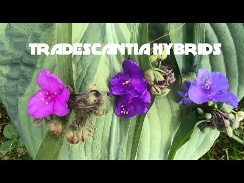 TRADESCANTIA HYBRIDS EPISODE SIXTY