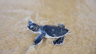 Winzige Schildkröten kriechen zum ersten Mal Richtung Meer